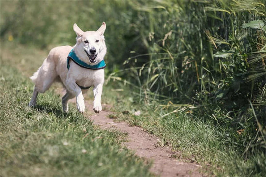 8 Fun Dog Walking Tips to Make Walks Exciting Again