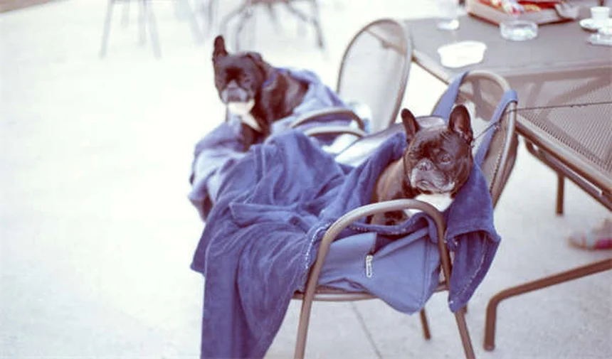 Diabetes in Ferrets: Symptoms, Causes & Treatment Guide