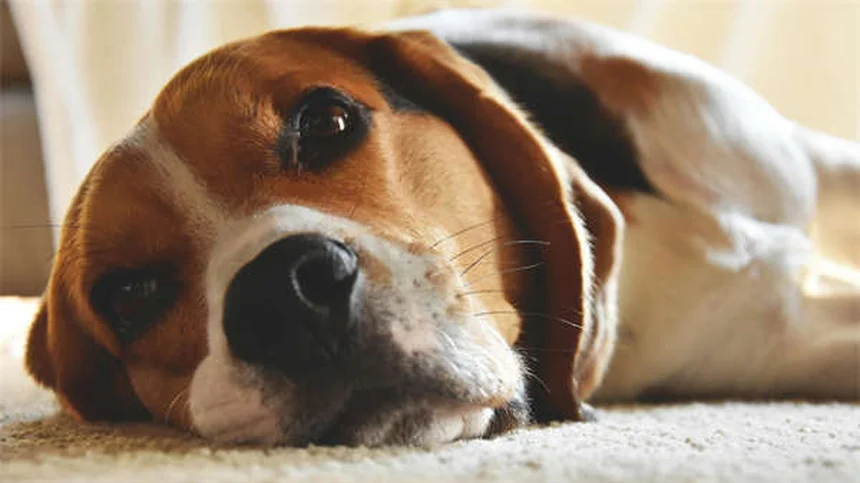 How to Stop Your Dog From Destroying Your House: 7 Proven Solutions