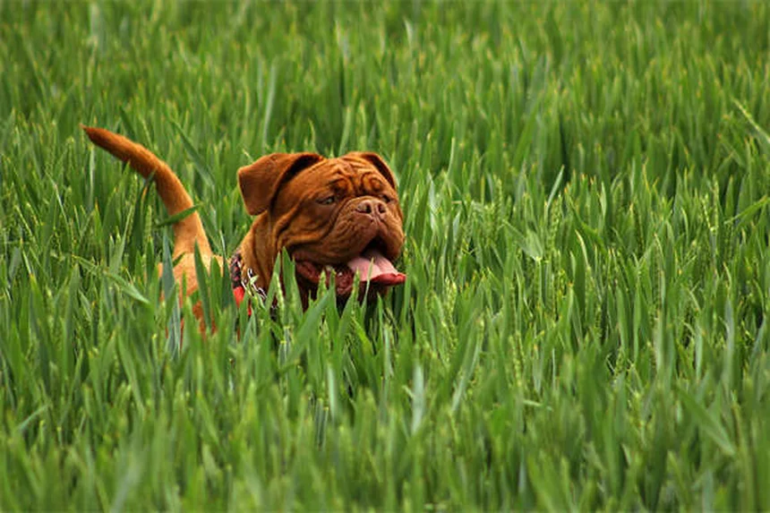 Dog Breed Personality Myths: What Really Shapes Your Pup's Behavior?