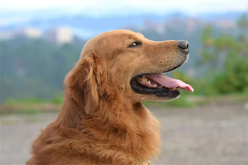 5 Simple Ways to Praise Your Dog for Better Behavior Today