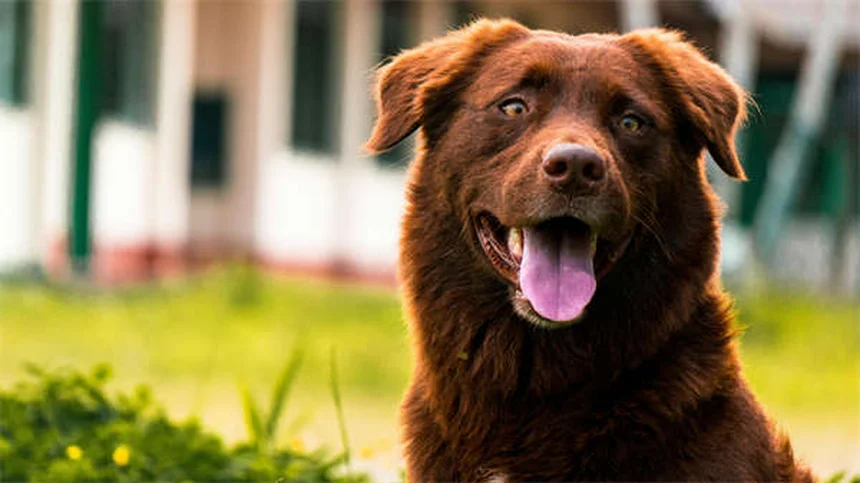 Dog Recall Training: 7 Proven Steps to Get Your Dog to Come Every Time