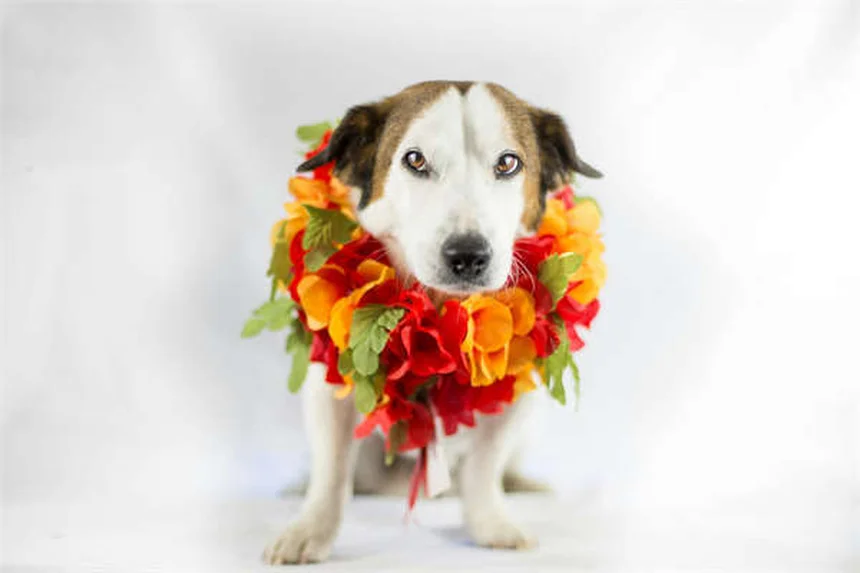 8 Amazing Facts About Your Dog's Superpower Nose