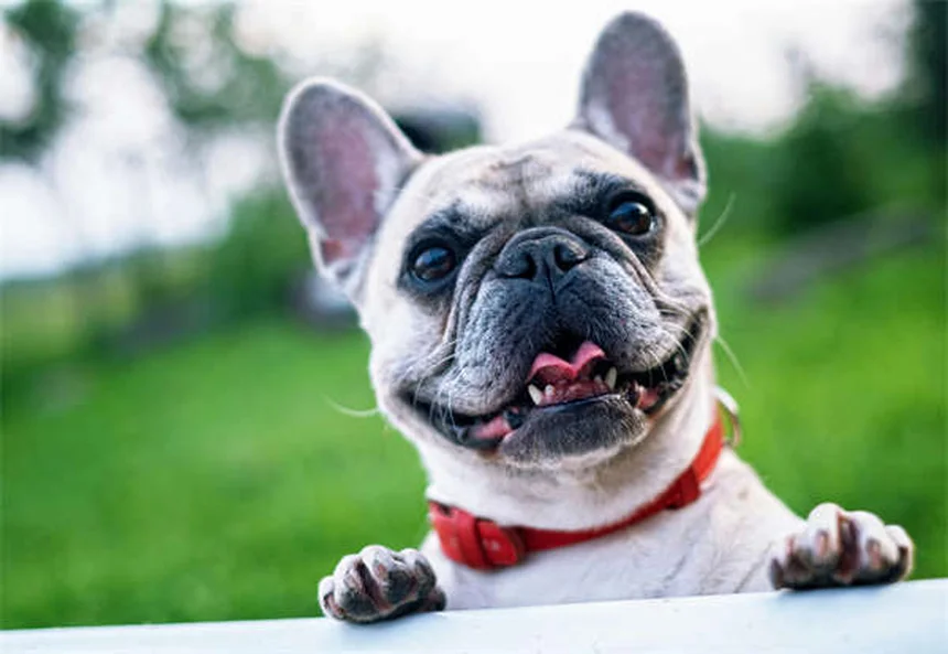 6 Reasons Your Dog Stinks & How to Fix It Fast